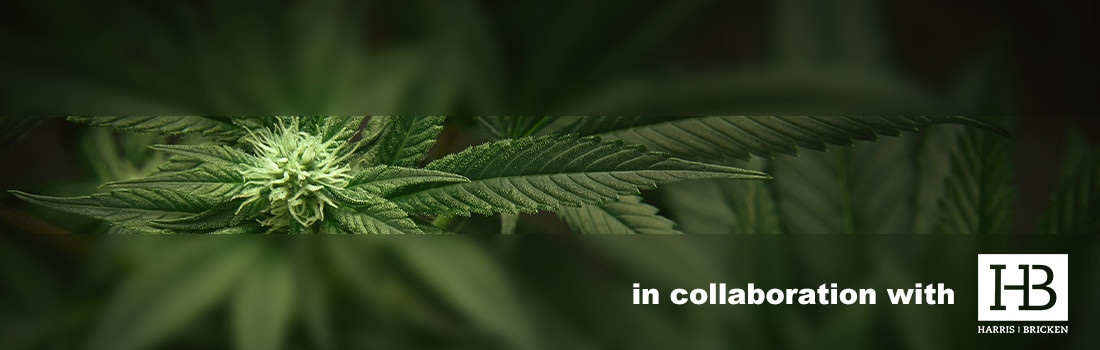 Cannabis – A Global New High Banner Image